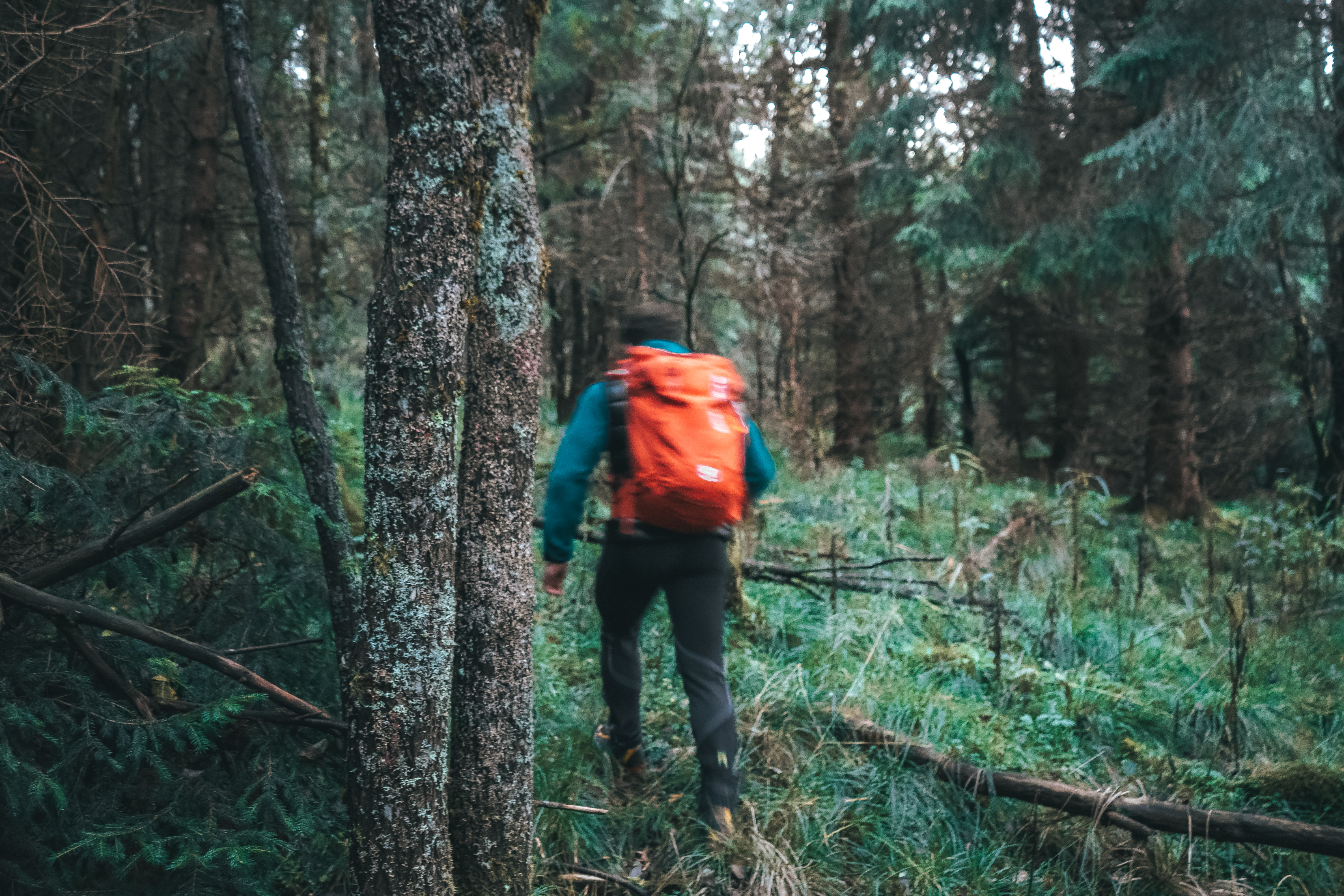 Walking in the woods